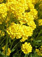 Corbeille d'or, Aurina saxatilis subsp Saxatilis (fam Brassicacees) (Europe centrale et orientale) (4) (Photo F. Mrugala)